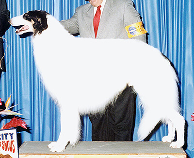 Top Conformation Borzoi Breed 2002